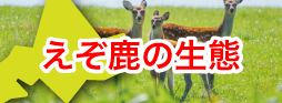 えぞ鹿の生態
